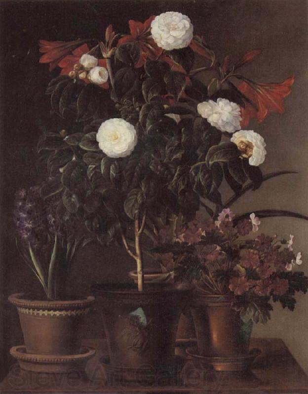 Jensen Johan Gardenia and Amaryllis France oil painting art